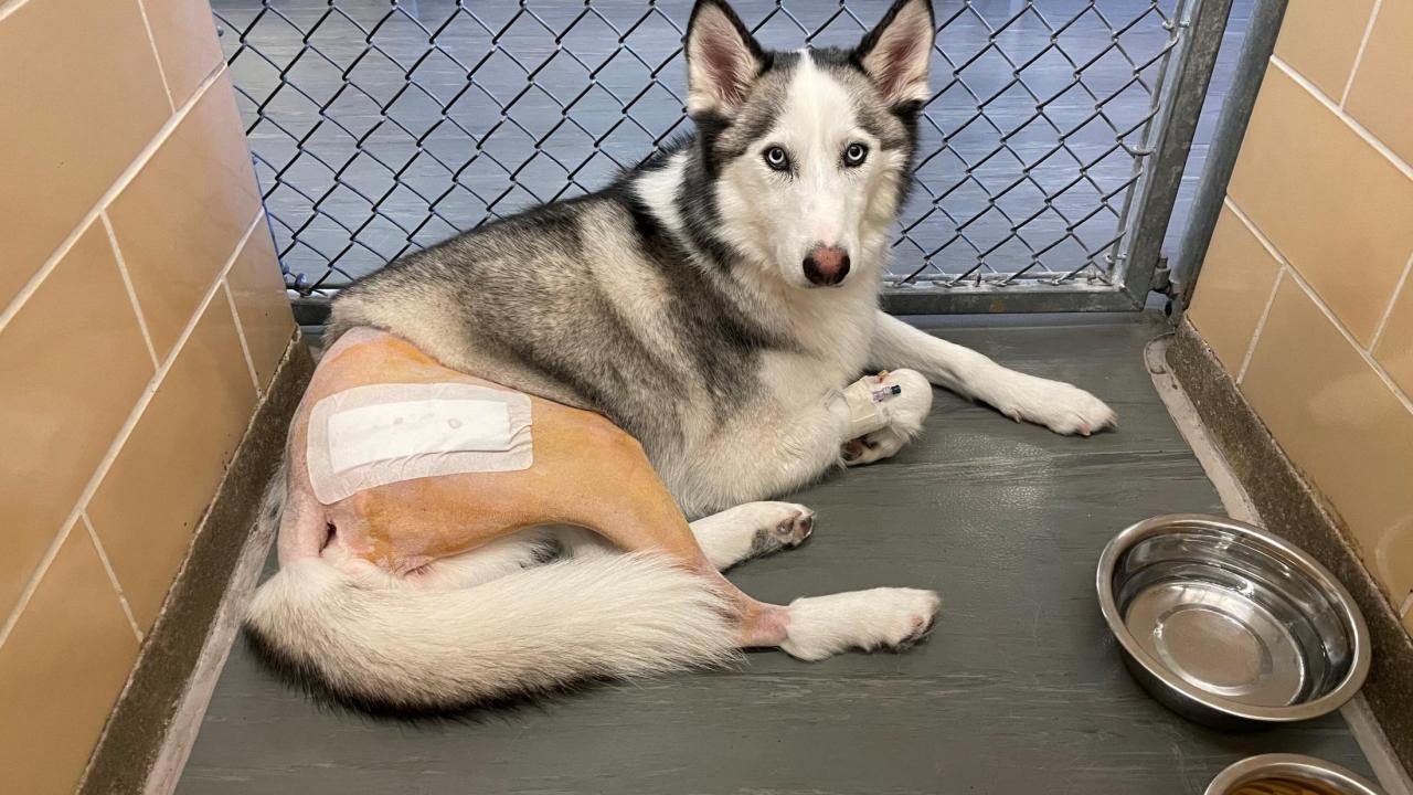Total Hip Replacement Gives Young Husky Bright Future School of